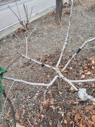 김용대님의 감 · 영농일지 작성글 사진