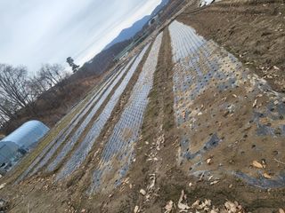 전선경님의 마늘 · 영농일지 작성글 사진