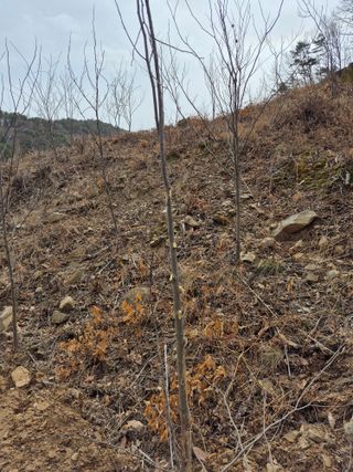 엉뚱님의 기타작물 · 영농일지 작성글 사진