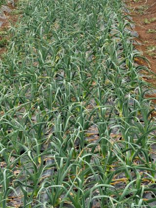 정양면 님의 마늘 · 영농일지 작성글 사진