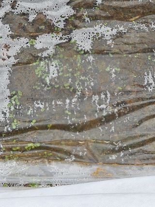 서유진님의 기타작물 · 영농일지 작성글 사진