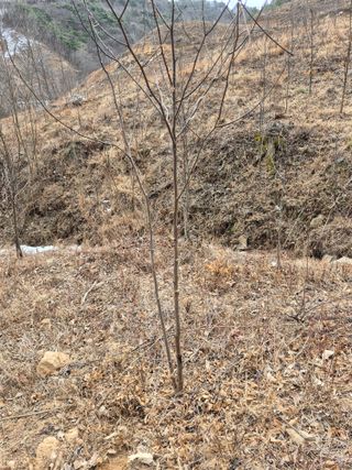 엉뚱님의 기타작물 · 영농일지 작성글 사진