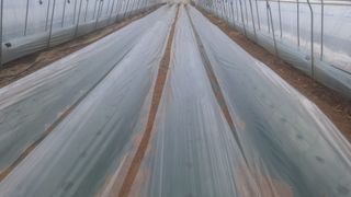 신동원님의 오이 · 영농일지 작성글 사진