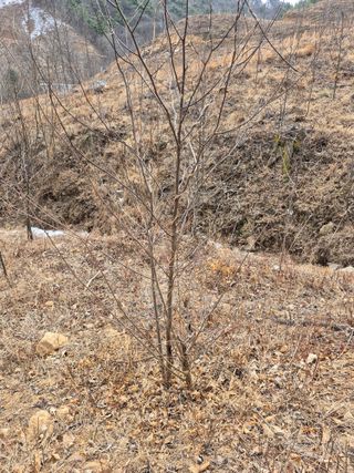 엉뚱님의 기타작물 · 영농일지 작성글 사진