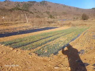 전성길님의 마늘 · 영농일지 작성글 사진