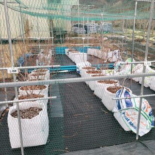 하동삼삼오오님의 블루베리 · 영농일지 작성글 사진