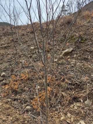 엉뚱님의 기타작물 · 영농일지 작성글 사진