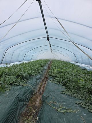 박진호님의 기타작물 · 영농일지 작성글 사진