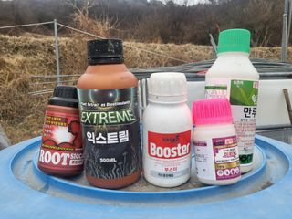 전선경님의 마늘 · 영농일지 작성글 사진