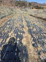 팜모닝 마늘·영농일지 게시글 이미지