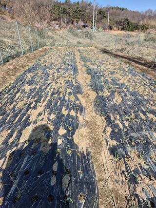 김두원님의 마늘 · 영농일지 작성글 사진