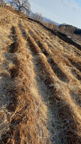 박순덕님의 마늘 · 영농일지 작성글 사진