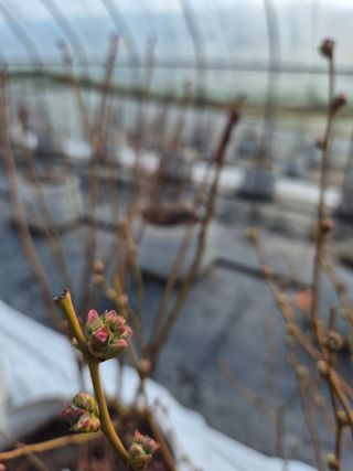 박영희님의 블루베리 · 영농일지 작성글 사진