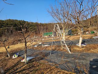 호두15569님의 자두 · 영농일지 작성글 사진