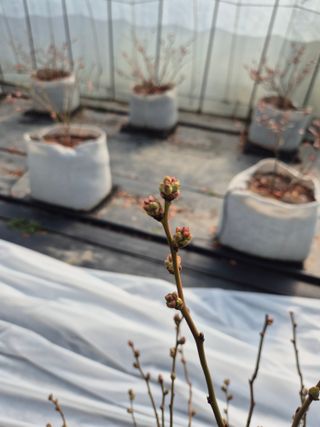 박영희님의 블루베리 · 영농일지 작성글 사진