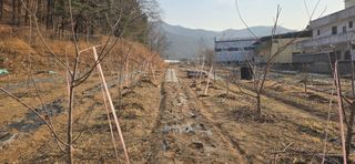 돌복숭아님의 기타작물 · 영농일지 작성글 사진