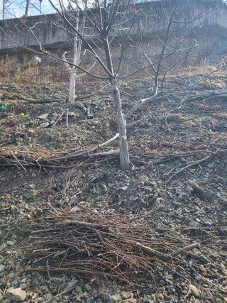 김용대님의 감 · 영농일지 작성글 사진