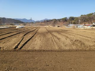 전선경님의 마늘 · 영농일지 작성글 사진