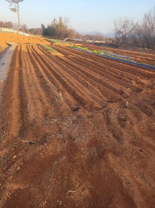 최규님의 고추 · 영농일지 작성글 사진