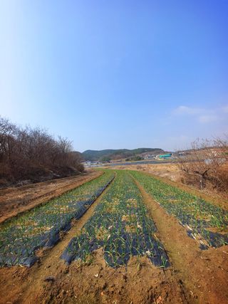 오이8898황산면님의 벼 · 영농일지 작성글 사진