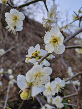 매실향기차향기님의 상추 · 영농일지 작성글 사진