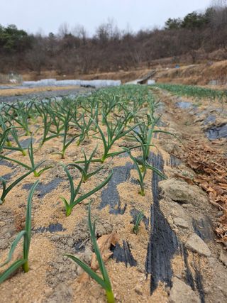 열정님의 마늘 · 영농일지 작성글 사진