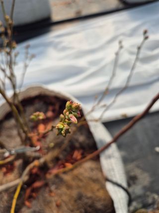 박영희님의 블루베리 · 영농일지 작성글 사진