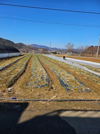 인간문화재님의 마늘 · 영농일지 작성글 사진