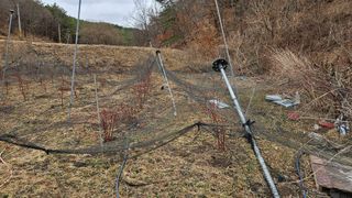 대봉농원 이경화님의 기타작물 · 영농일지 작성글 사진