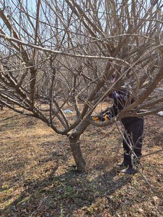 고구마20582님의 매실 · 영농일지 작성글 사진