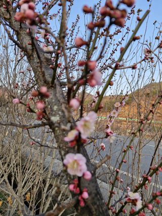 매실향기차향기님의 상추 · 영농일지 작성글 사진