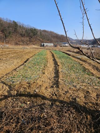 곤지암부곡농부김동천님의 마늘 · 영농일지 작성글 사진