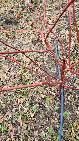 대봉농원 이경화님의 기타작물 · 영농일지 작성글 사진