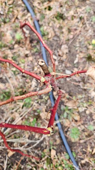 대봉농원 이경화님의 기타작물 · 영농일지 작성글 사진