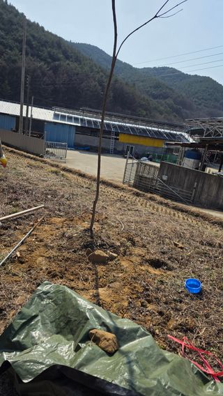가야산아래촌농님의 기타작물 · 영농일지 작성글 사진