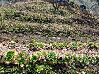 매실향기차향기님의 상추 · 영농일지 작성글 사진