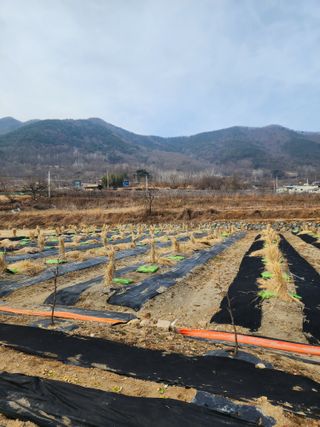최병정 님의 감 · 영농일지 작성글 사진