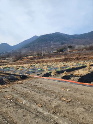 최병정 님의 감 · 영농일지 작성글 사진