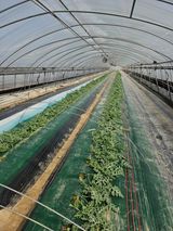 팜모닝 기타작물·영농일지 게시글 이미지