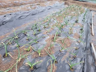 김영규님의 감자 · 영농일지 작성글 사진