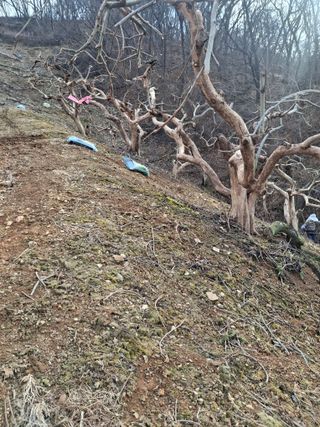 The농원님의 감 · 영농일지 작성글 사진