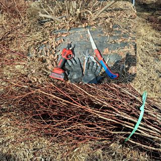 황인근님의 블루베리 · 영농일지 작성글 사진