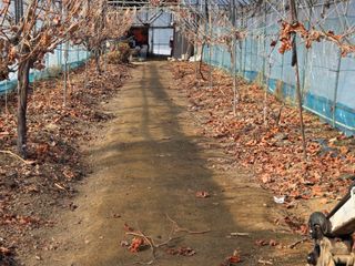 장종원님의 고추 · 영농일지 작성글 사진