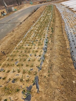 인간문화재님의 마늘 · 영농일지 작성글 사진