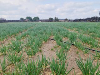 한경훈님의 파 · 영농일지 작성글 사진