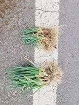 팜모닝 파·영농일지 게시글 이미지