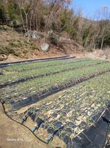 팜모닝 마늘·영농일지 게시글 이미지