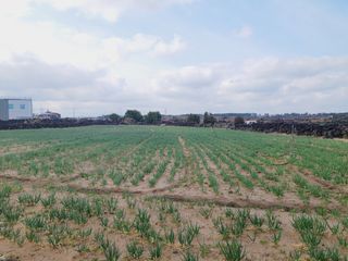 한경훈님의 파 · 영농일지 작성글 사진