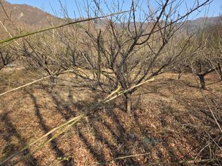 고구마20582님의 매실 · 영농일지 작성글 사진
