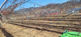 이규영님의 기타작물 · 영농일지 작성글 사진